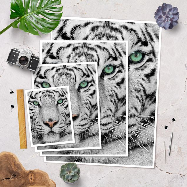 Pósters White Tiger