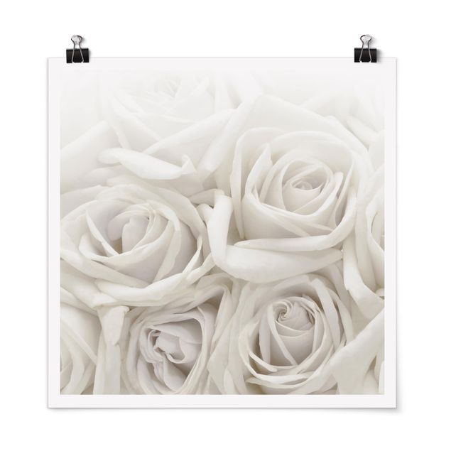 Cuadros de plantas White Roses