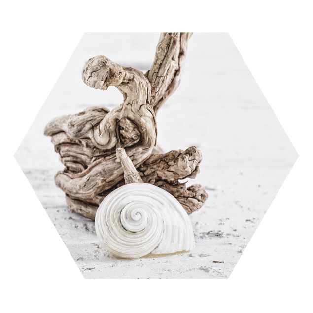 Reproducciónes de cuadros White Snail Shell And Burl