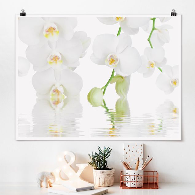 Cuadros de orquideas Spa Orchid - White Orchid