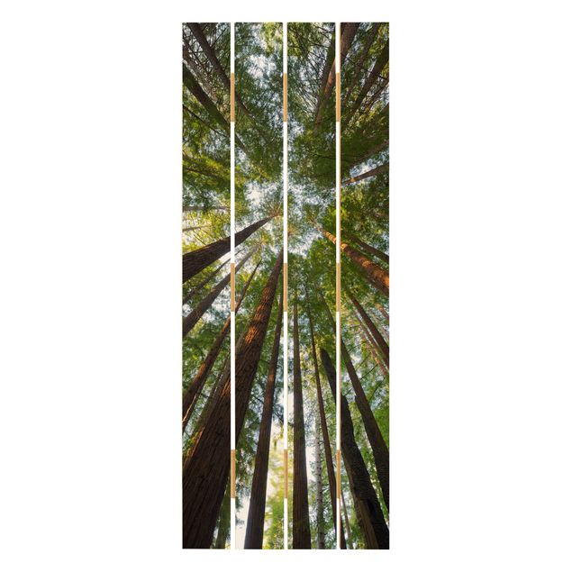 Cuadros decorativos Sequoia Tree Tops