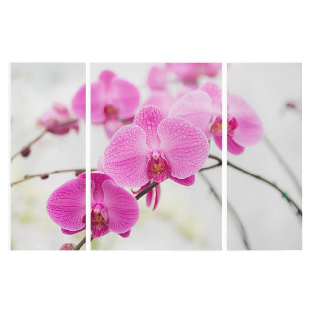 Cuadros de plantas Close-Up Orchid