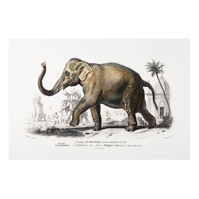 Cuadros de elefantes Vintage Board Elephant