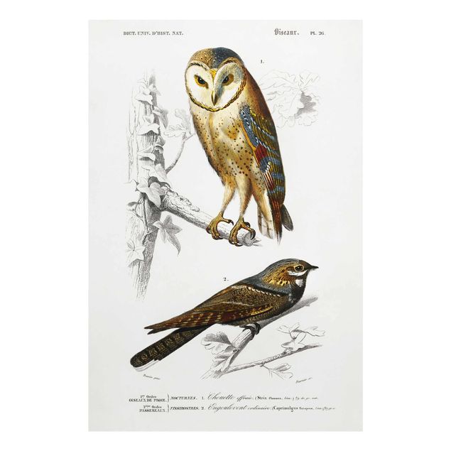 Cuadros en tonos beige y marrón Vintage Board Owl And Swallow