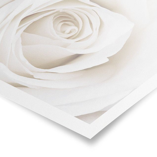 Cuadros Pretty White Rose
