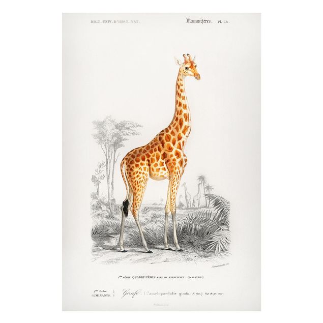 Cuadros jirafas Vintage Board Giraffe