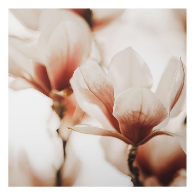 Cuadros de plantas naturales Delicate Magnolia Flowers In An Interplay Of Light And Shadows