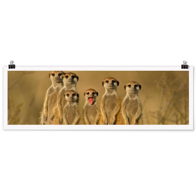 Cuadros de África Meerkat Family
