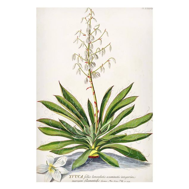 Cuadros paisajes Vintage Botanical Illustration Yucca