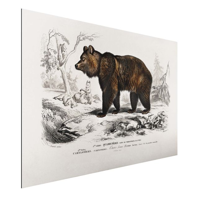 Cuadros osos Vintage Board Brown Bear