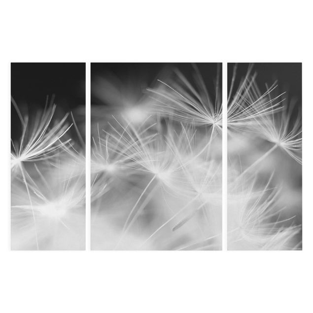Lienzos blanco y negro Moving Dandelions Close Up On Black Background