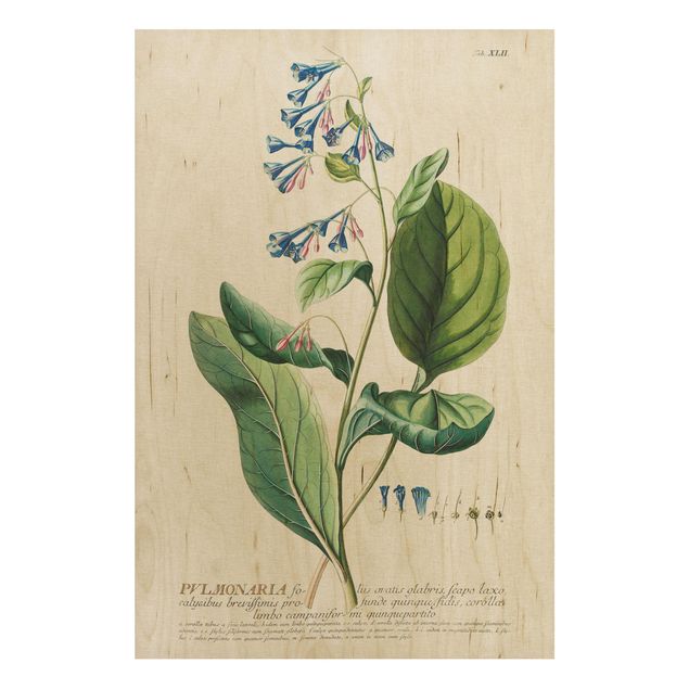 Cuadros de madera flores Vintage Botanical Illustration Lungwort