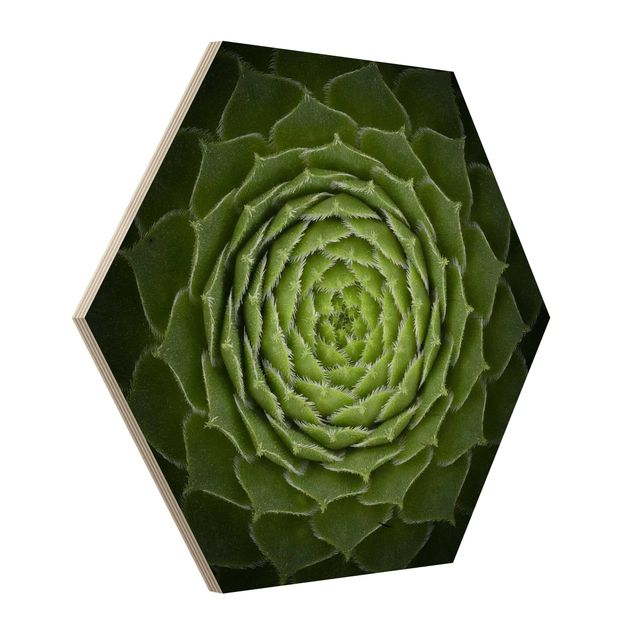 cuadros hexagonales Mandala Succulent