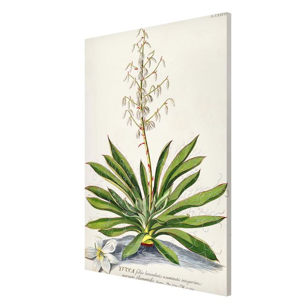 Tableros magnéticos flores Vintage Botanical Illustration Yucca