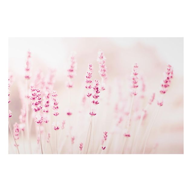 Cuadros plantas Pale Pink Lavender