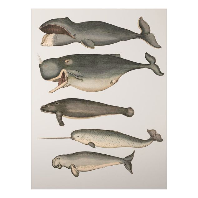 Cuadros peces Five Vintage Whales