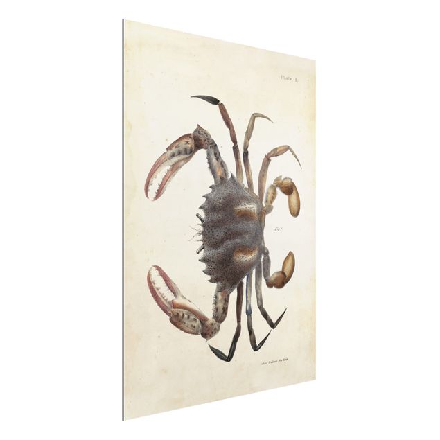 Decoración de cocinas Vintage Illustration Crab