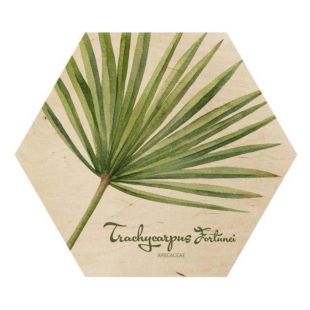 Cuadros hexagonales Watercolour Botany Trachycarpus Fortunei