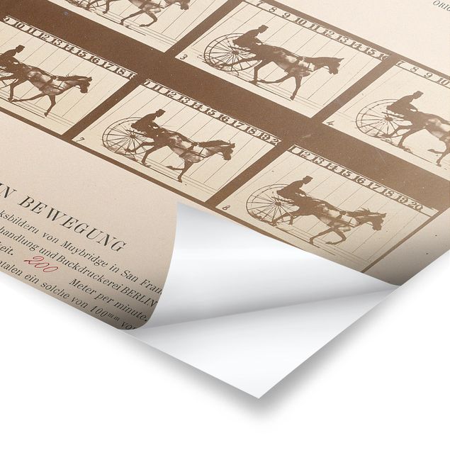 Póster animales Eadweard Muybridge - The horse in Motion