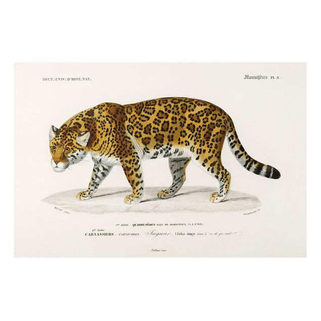 Cuadros de gatos Vintage Board Jaguar