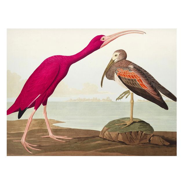 Cuadros de paisajes naturales  Vintage Board Red Ibis