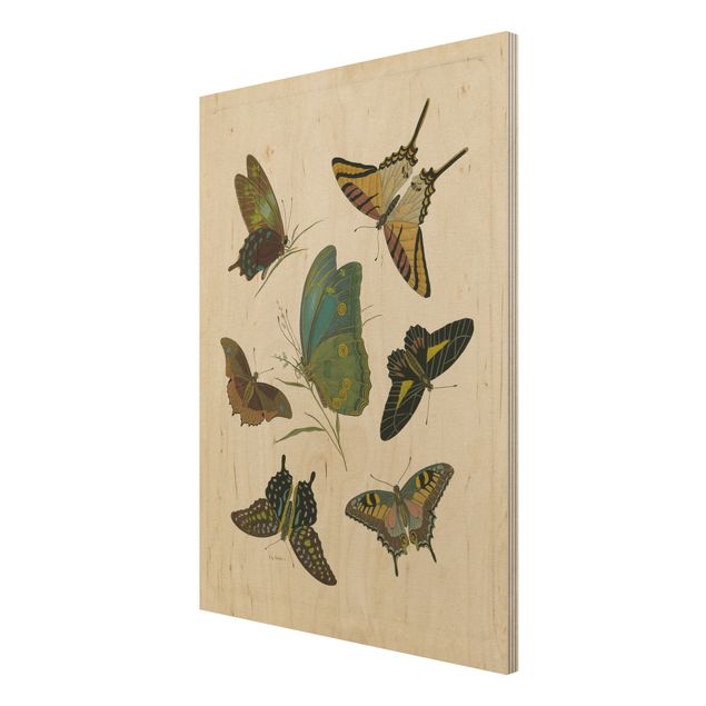 Cuadros modernos Vintage Illustration Exotic Butterflies