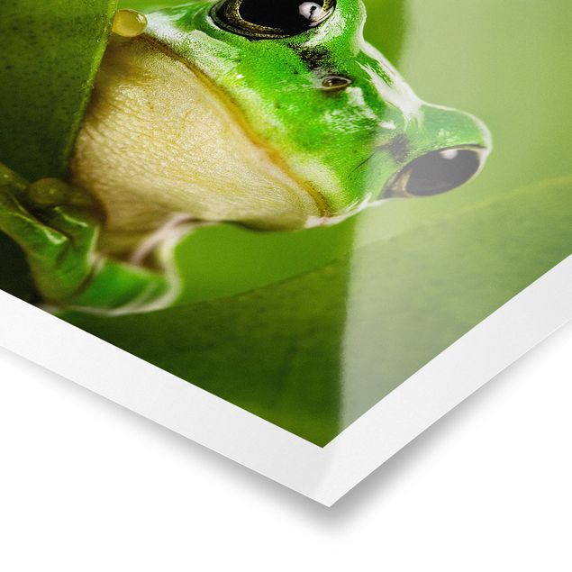 Cuadros modernos Frog