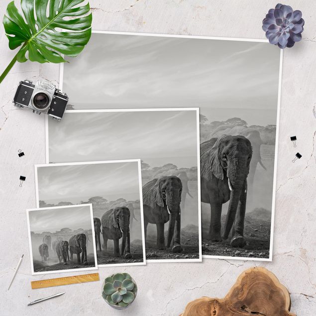 Cuadros en blanco y negro Herd Of Elephants