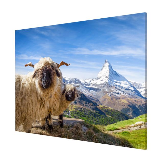Cuadros de montañas Blacknose Sheep Of Zermatt