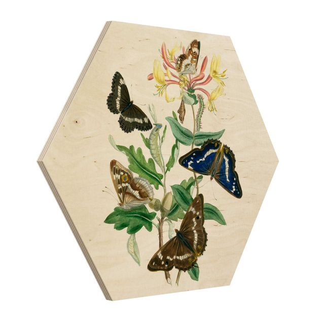 Cuadros decorativos British Butterflies IV