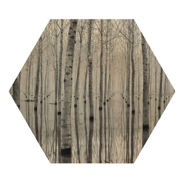 Hexagon Bild Holz - Birken im November