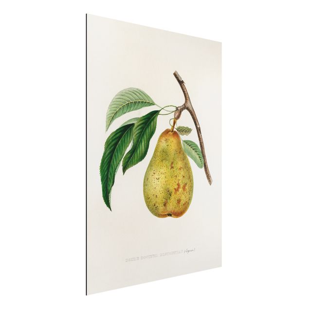 Decoración cocina Botany Vintage Illustration Yellow Pear