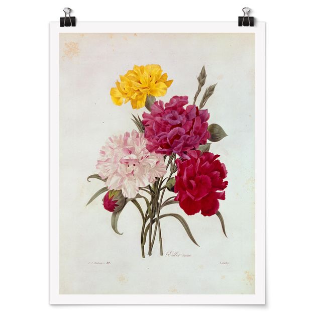 Láminas flores Pierre Joseph Redoute - Cloves