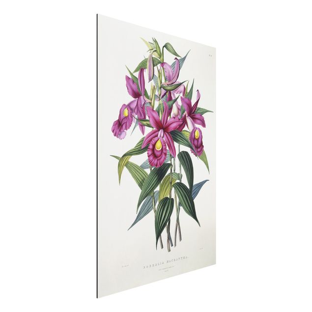 Cuadros de orquideas blancas Maxim Gauci - Orchid I