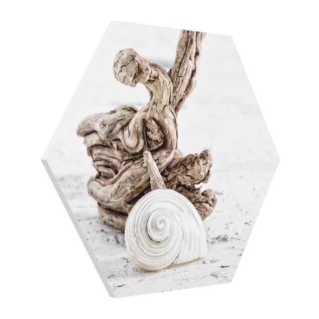Cuadros marinos White Snail Shell And Burl