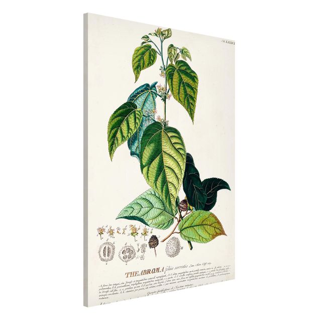 Decoración en la cocina Vintage Botanical Illustration Cocoa