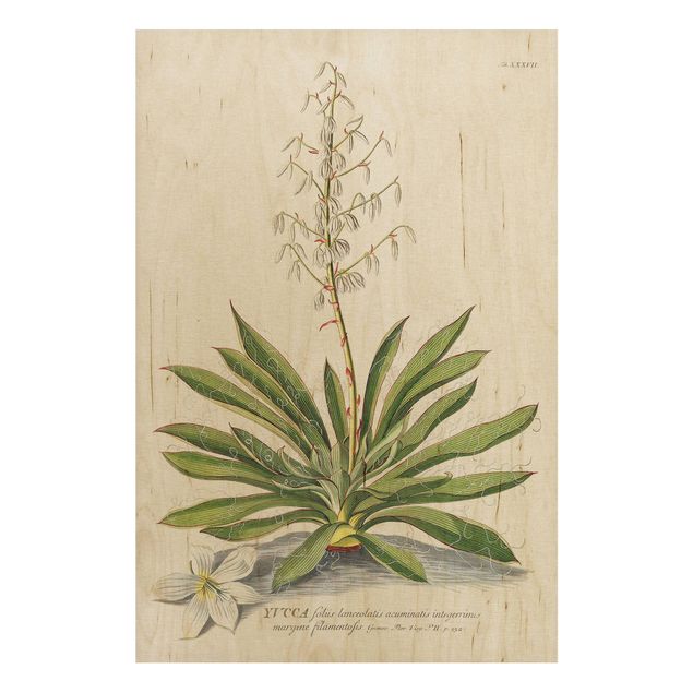 Cuadros de madera flores Vintage Botanical Illustration Yucca
