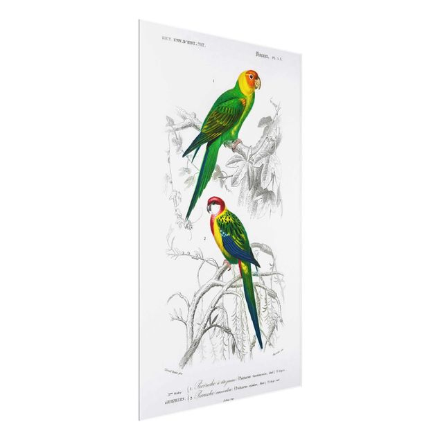 Cuadros flores Vintage Wall Chart Two Parrots Green Red