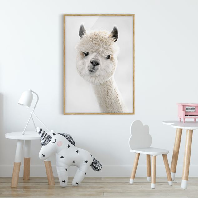 Pósters enmarcados de animales Alpaca Portrait