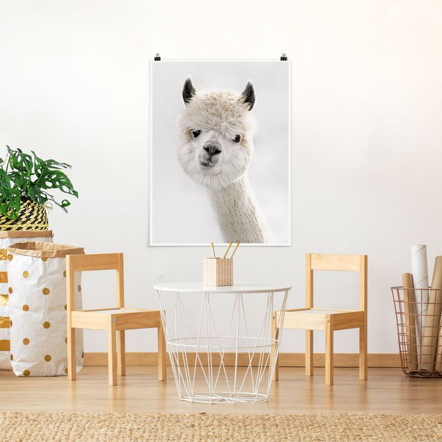 Póster animales Alpaca Portrait