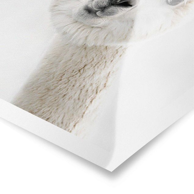 Cuadros de Monika Strigel Alpaca Portrait