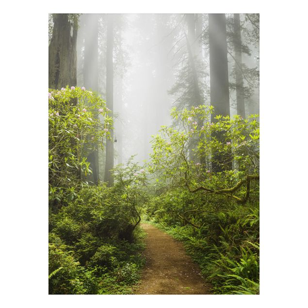 Cuadros árboles Misty Forest Path