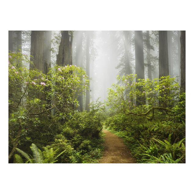 Cuadros árboles Misty Forest Path