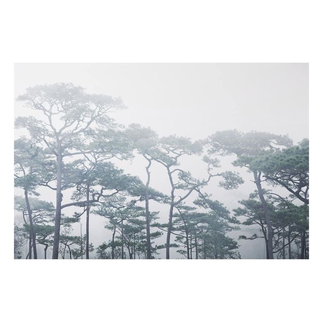 Cuadros árboles Treetops In Fog