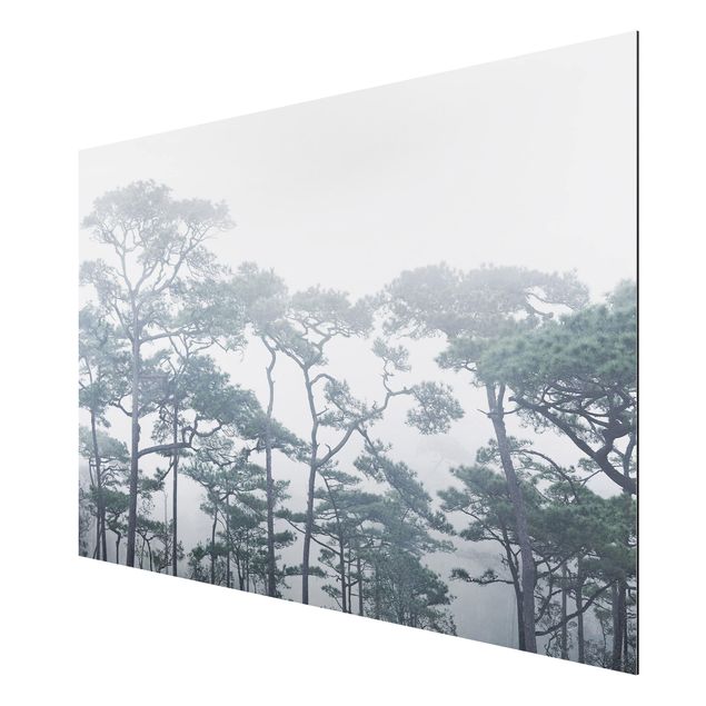 Cuadros paisajes Treetops In Fog