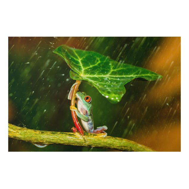 Decoración cocina Frog In The Rain