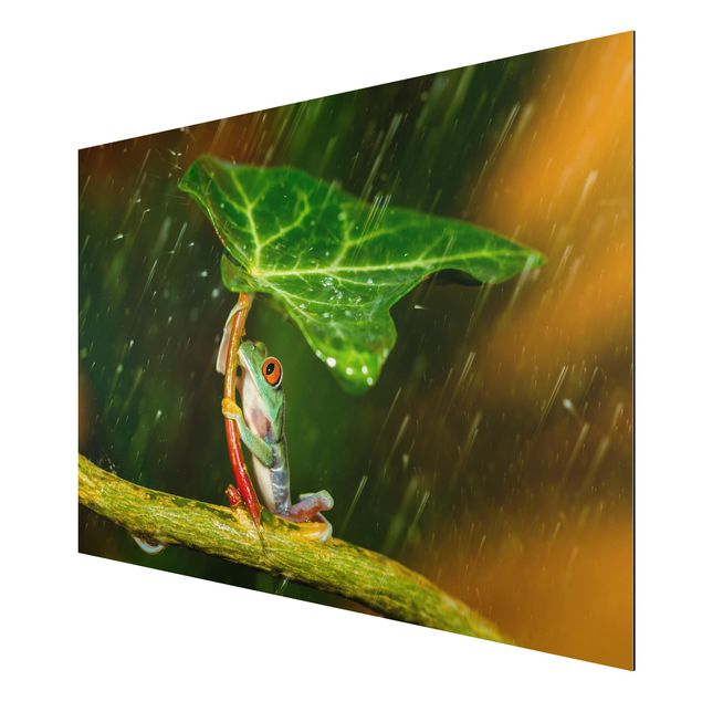 Cuadros flores Frog In The Rain