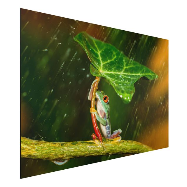 Cuadros de plantas Frog In The Rain
