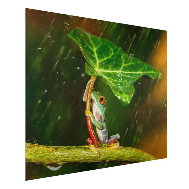 Cuadros plantas Frog In The Rain