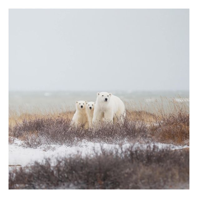 Cuadros osos Polar Bear And Her Cubs